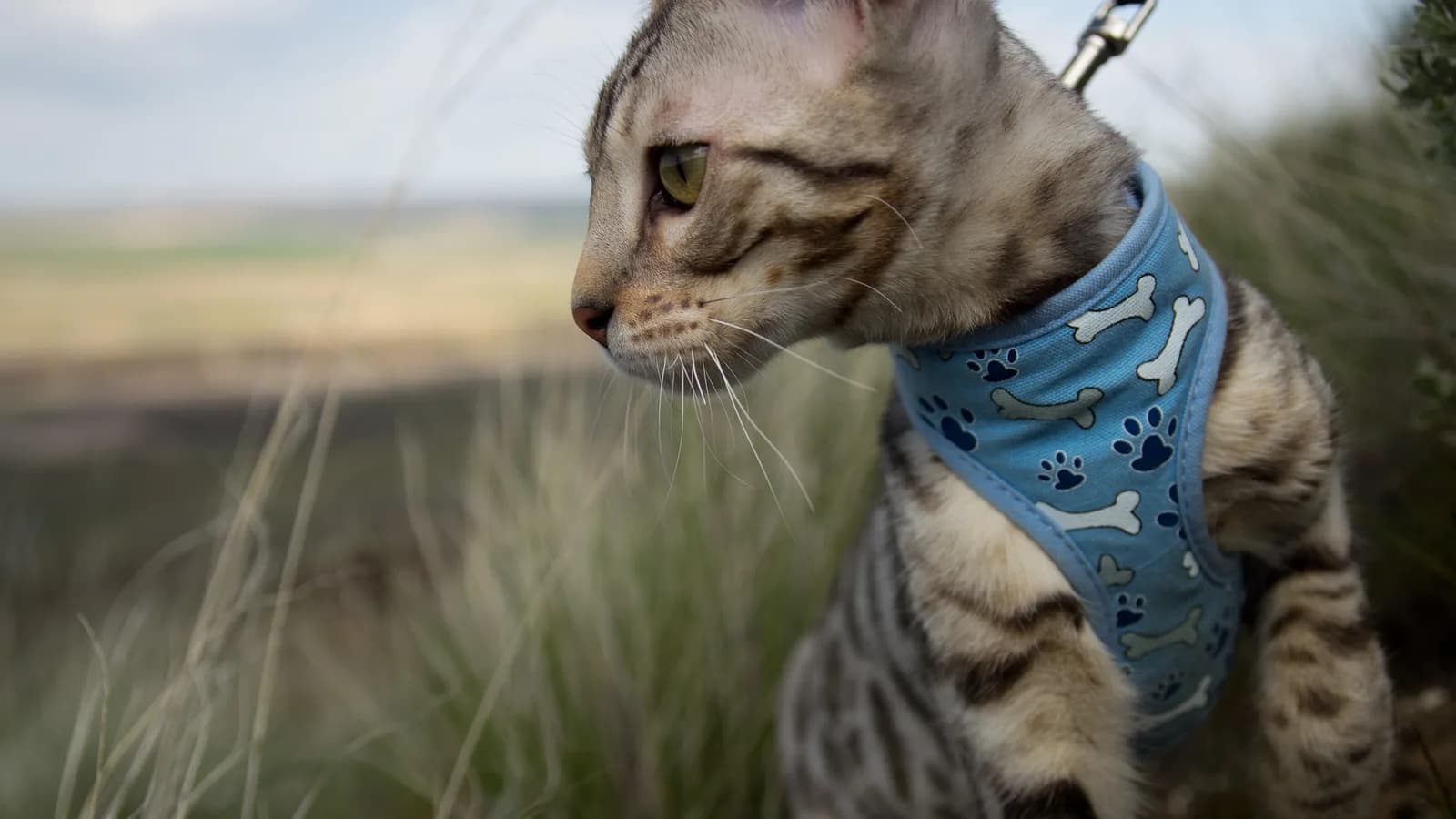 Savannah cat in a harness outdoors: the breed's own culture of secured outdoor access
