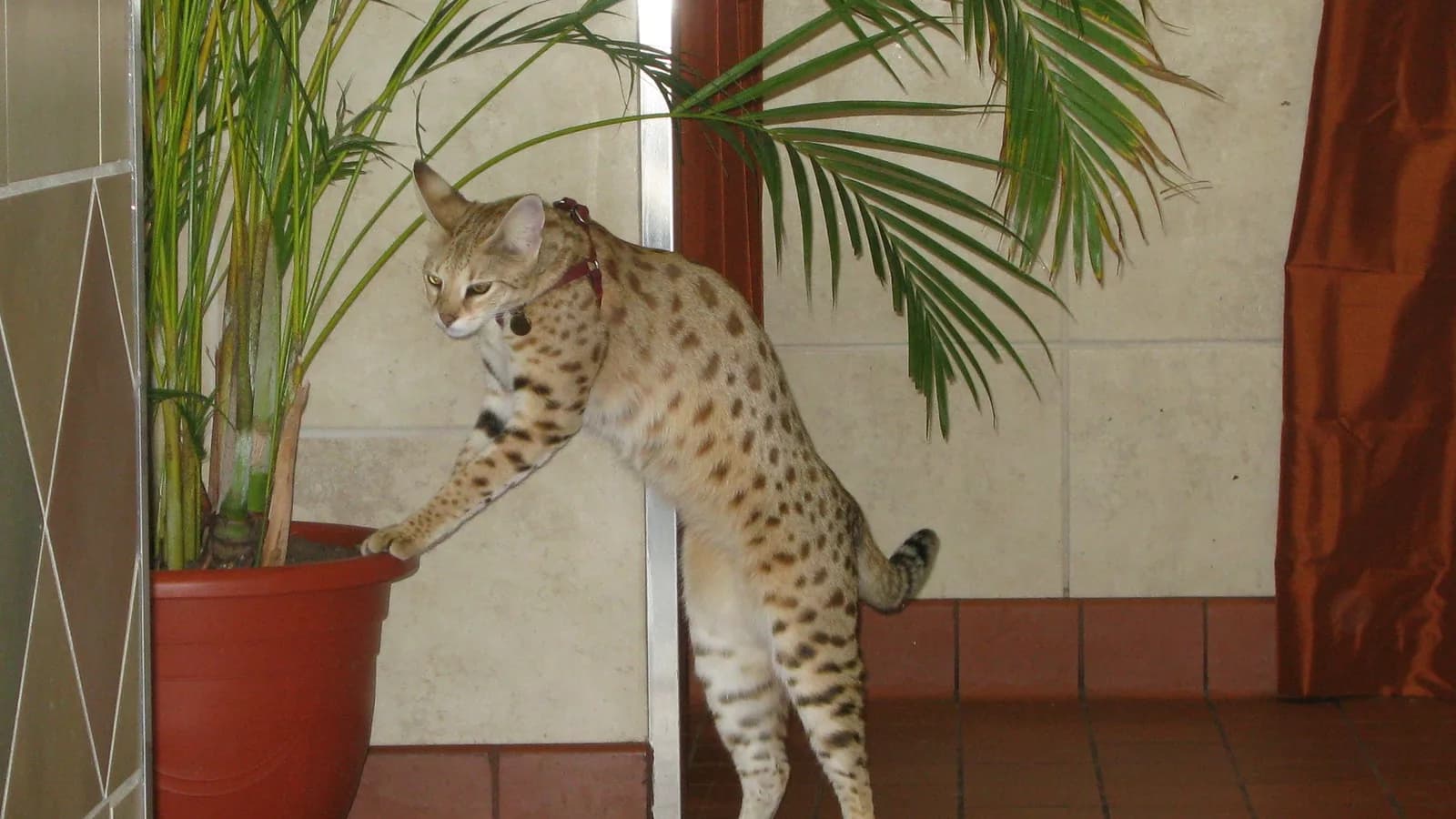 F1 Savannah investigating a houseplant, the everyday domestic scene behind most part-Savannah questions