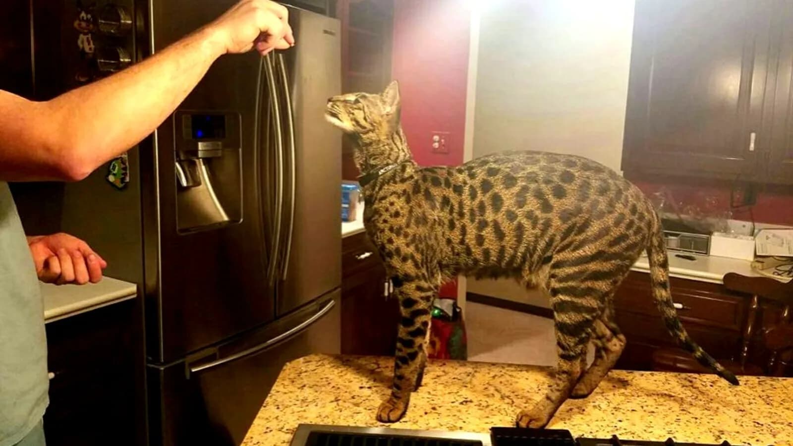 Arcturus, the Guinness tallest domestic cat ever, standing kitchen-counter high