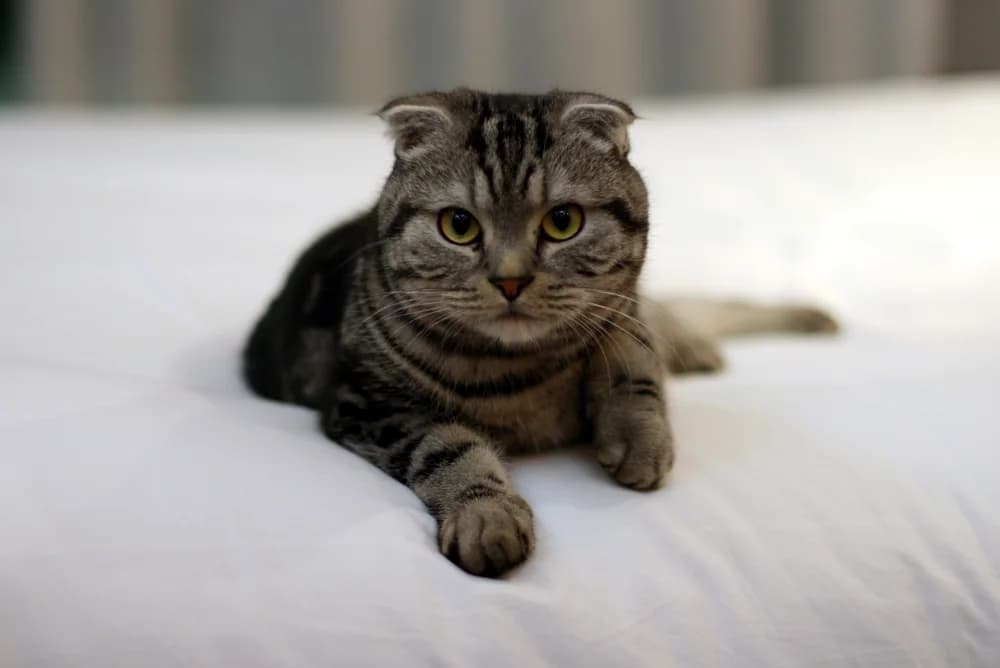 Silver tabby Scottish Fold lying on a white bed, paws stretched forward