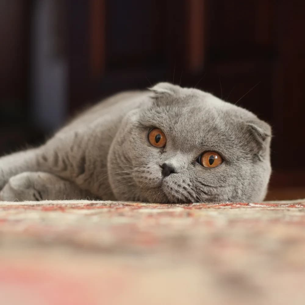 Blue Scottish Fold resting its chin on a patterned carpet, copper eyes open