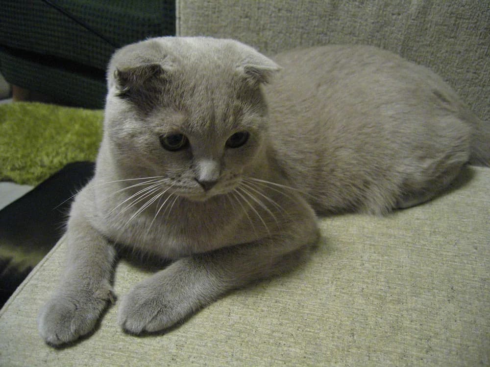 Lilac Scottish Fold lying on a beige sofa, looking down pensively