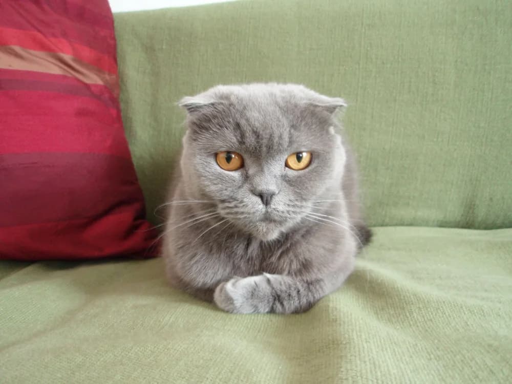Blue Scottish Fold sitting with crossed paws on a green sofa beside a red cushion