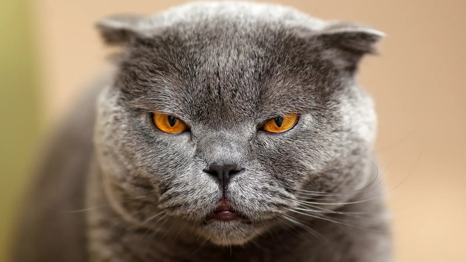 Blue Scottish Fold portrait with copper-orange eyes and tightly folded ears