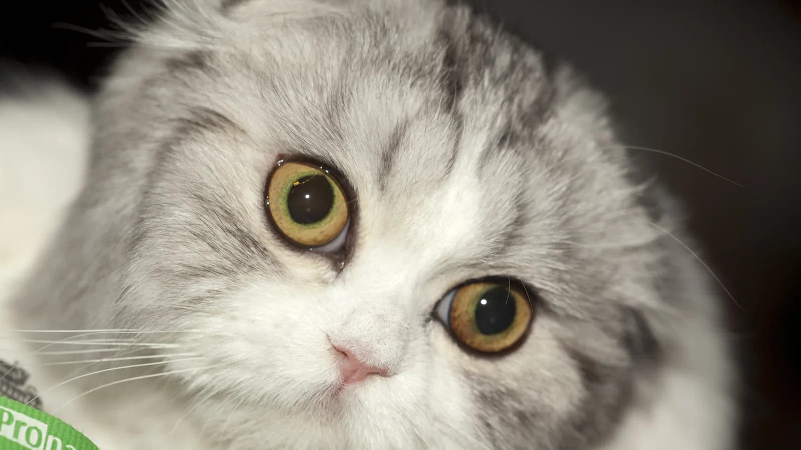 Longhaired Highland Fold (Scottish Fold Longhair) show cat, silver marble coat