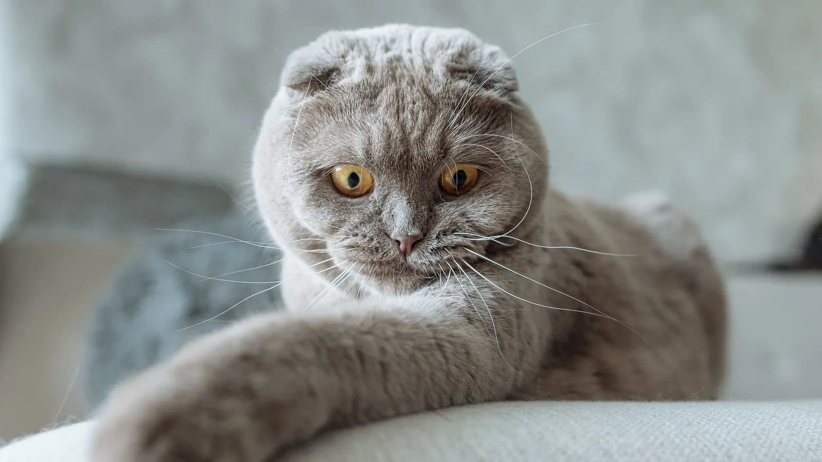 Lilac Scottish Fold lounging on a sofa, paw over the armrest