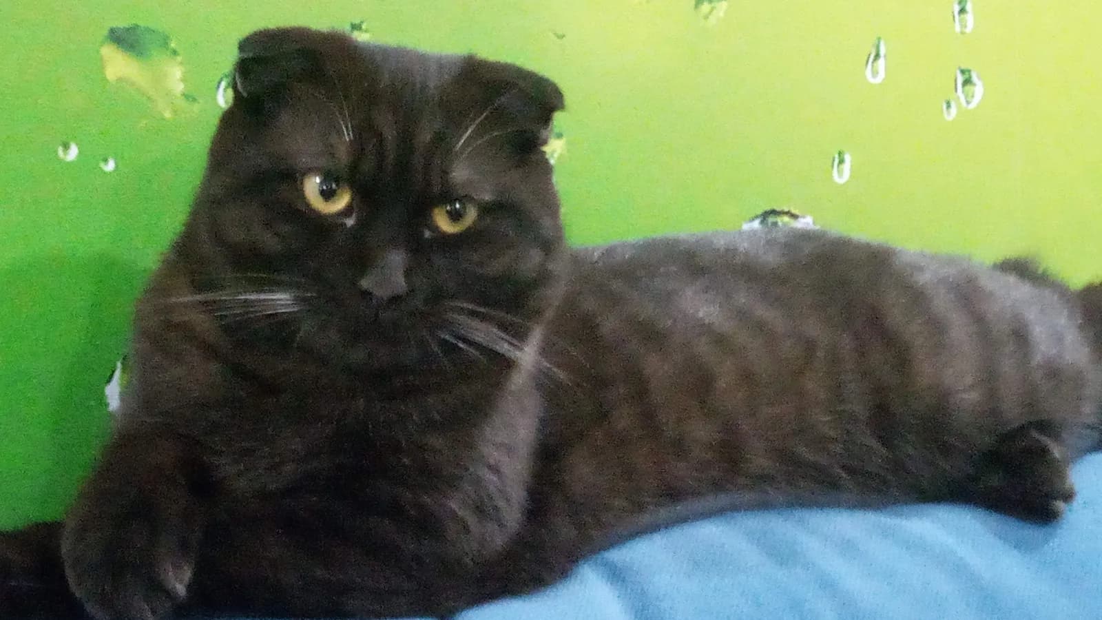Dark chocolate Scottish Fold lying on a blue blanket, facing the camera