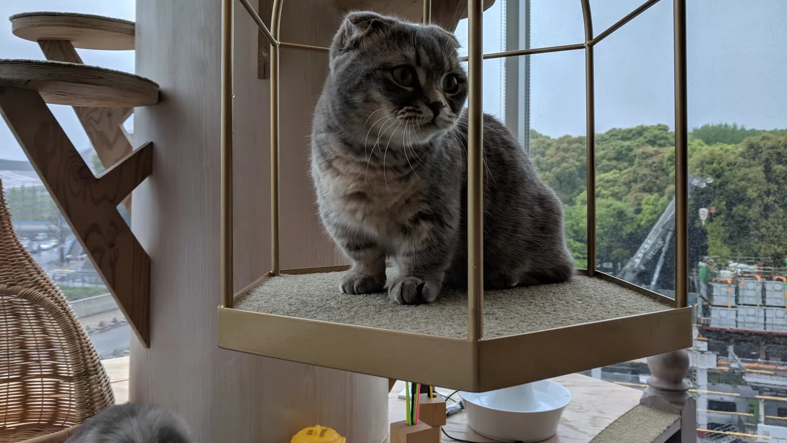 Short-legged, fold-eared Munchkin-Scottish Fold cat perched at a Shibuya cat cafe