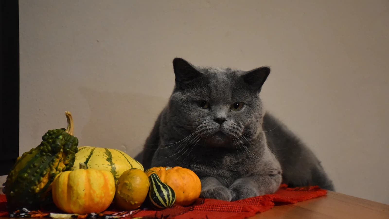 Straight-eared Scottish Straight lying beside a row of ornamental gourds