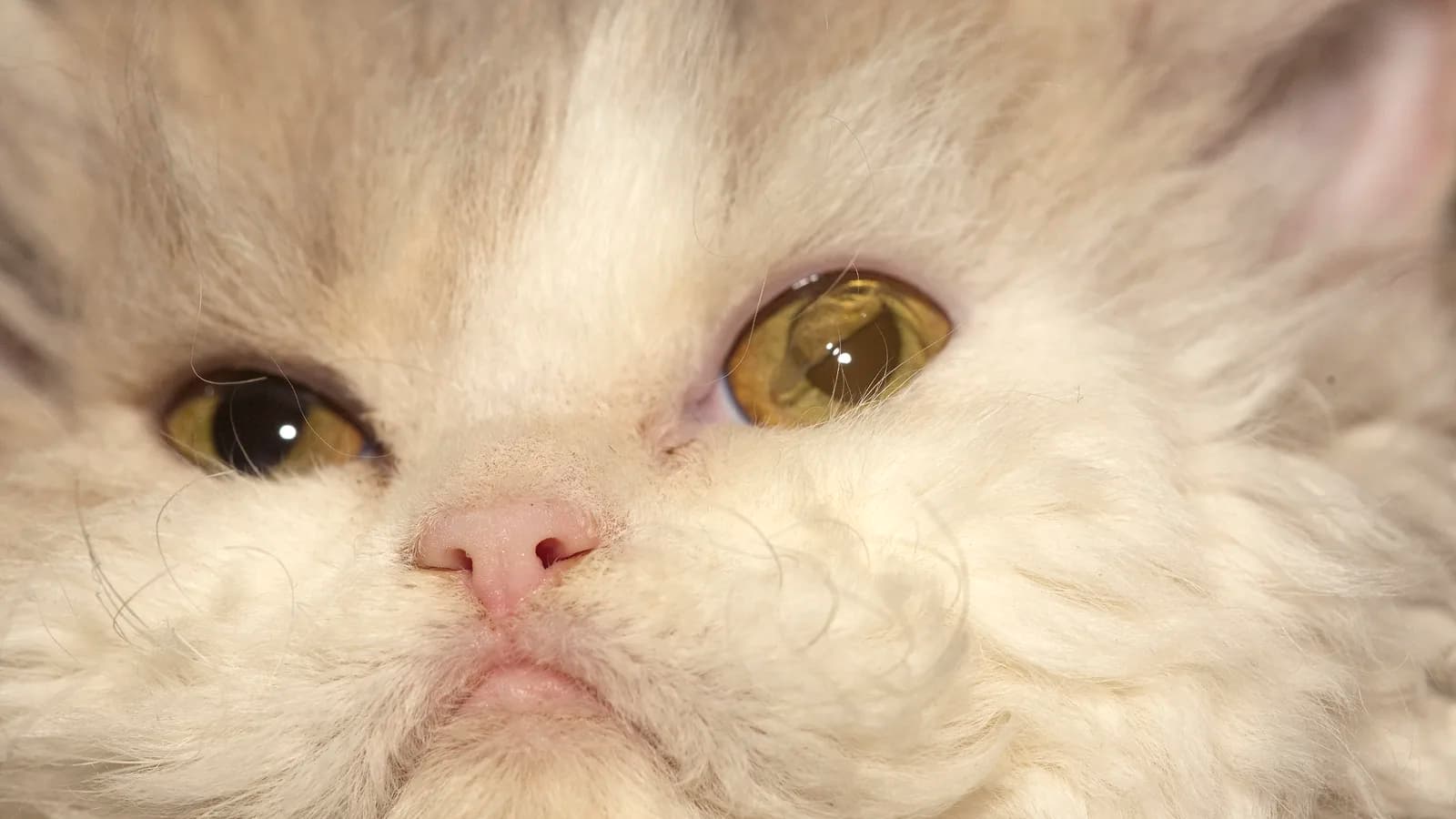 Selkirk Rex coat and face in close-up, the curls the poodle-cat allergy myth is built on