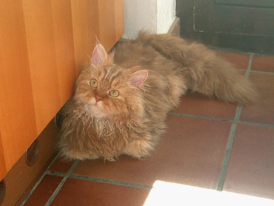 Red Selkirk Rex lying on a tile floor, showing its curly coat and whiskers