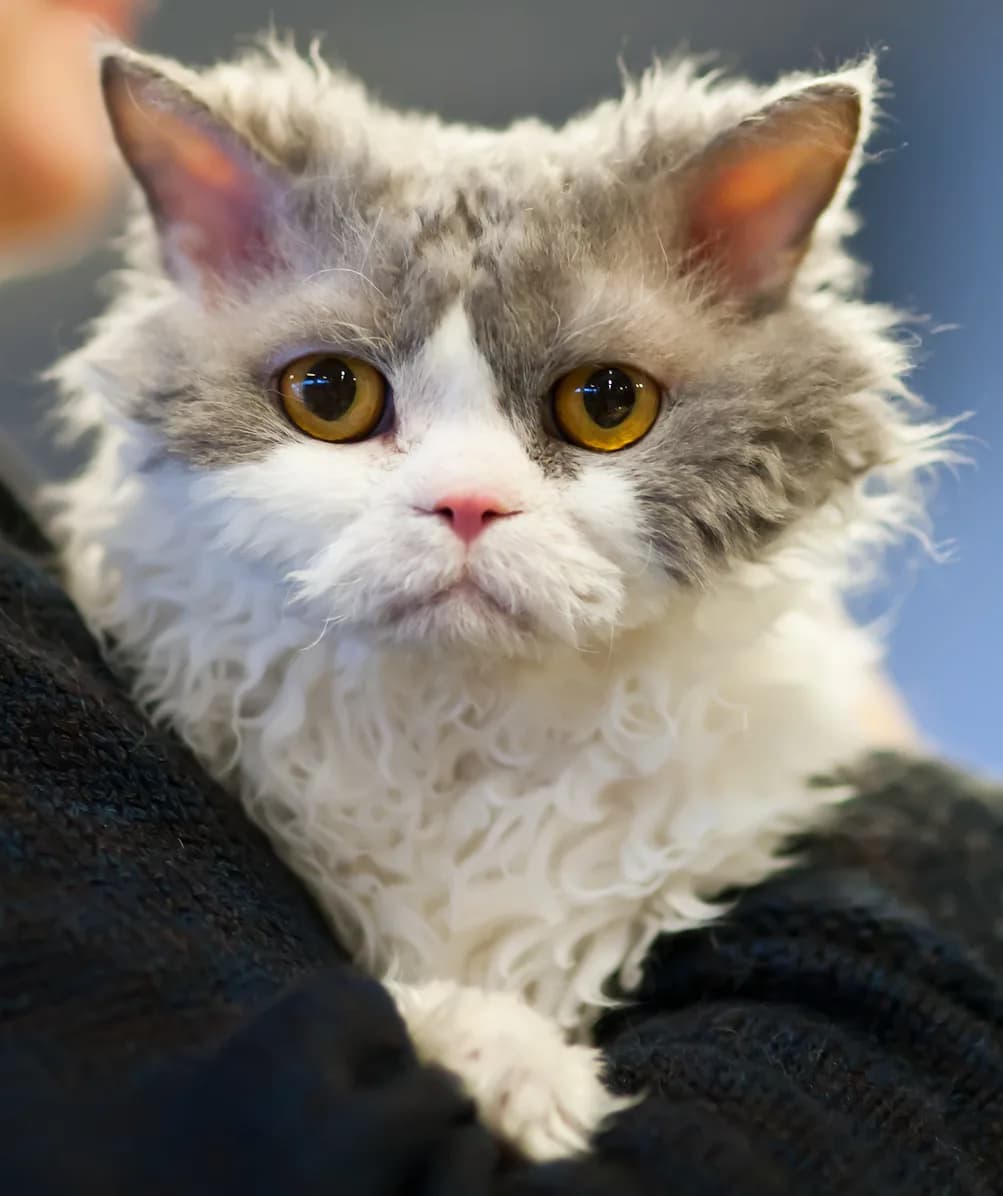 Grey and white Selkirk Rex kitten with a curly coat, held against a dark sweater