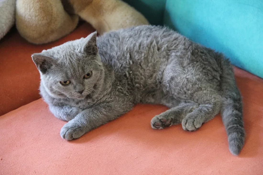 Grey curly coated Selkirk Rex lying curled up on an orange cushion