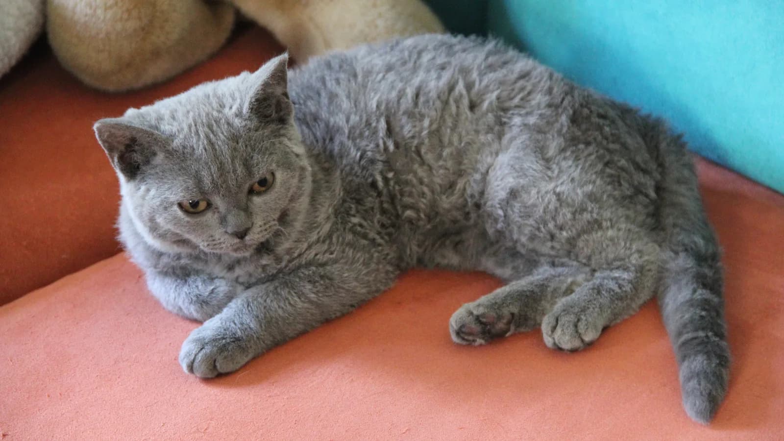 Young blue Selkirk Rex lounging, the plush tousled curls of the dominant-curl breed