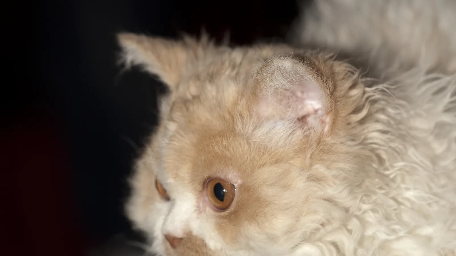Selkirk Rex semi-longhair in full curl, the dominant third genetic route among the rex breeds