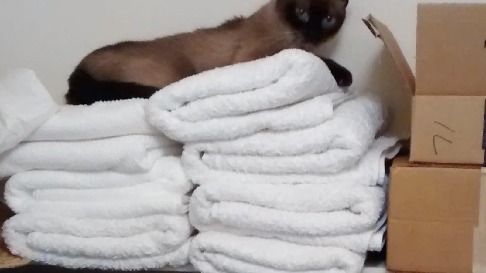 Siamese perched on folded white towels in a home closet