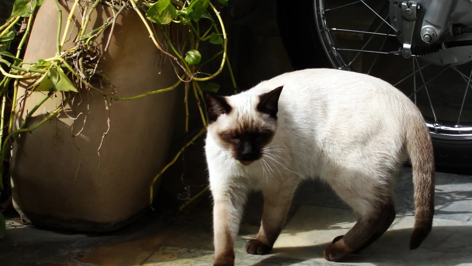 Traditional applehead Siamese walking outdoors, the rounder old-style type
