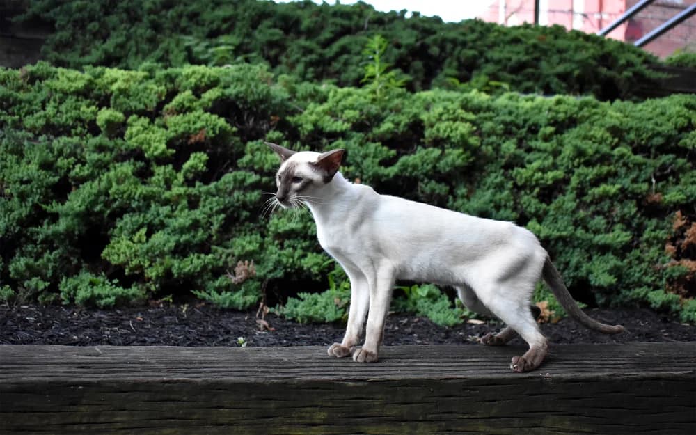 Seal point Siamese standing in profile on a wooden ledge, alert amid greenery