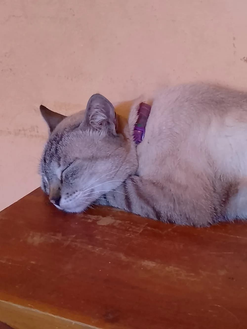 Lynx point Siamese cat asleep on a wooden table, faint tabby markings and a purple collar
