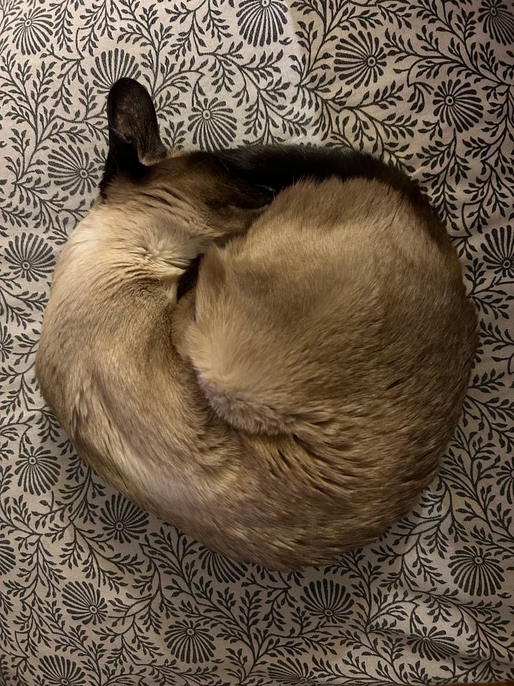 Seal point Siamese curled into a tight circle on a floral blanket, tail over its nose