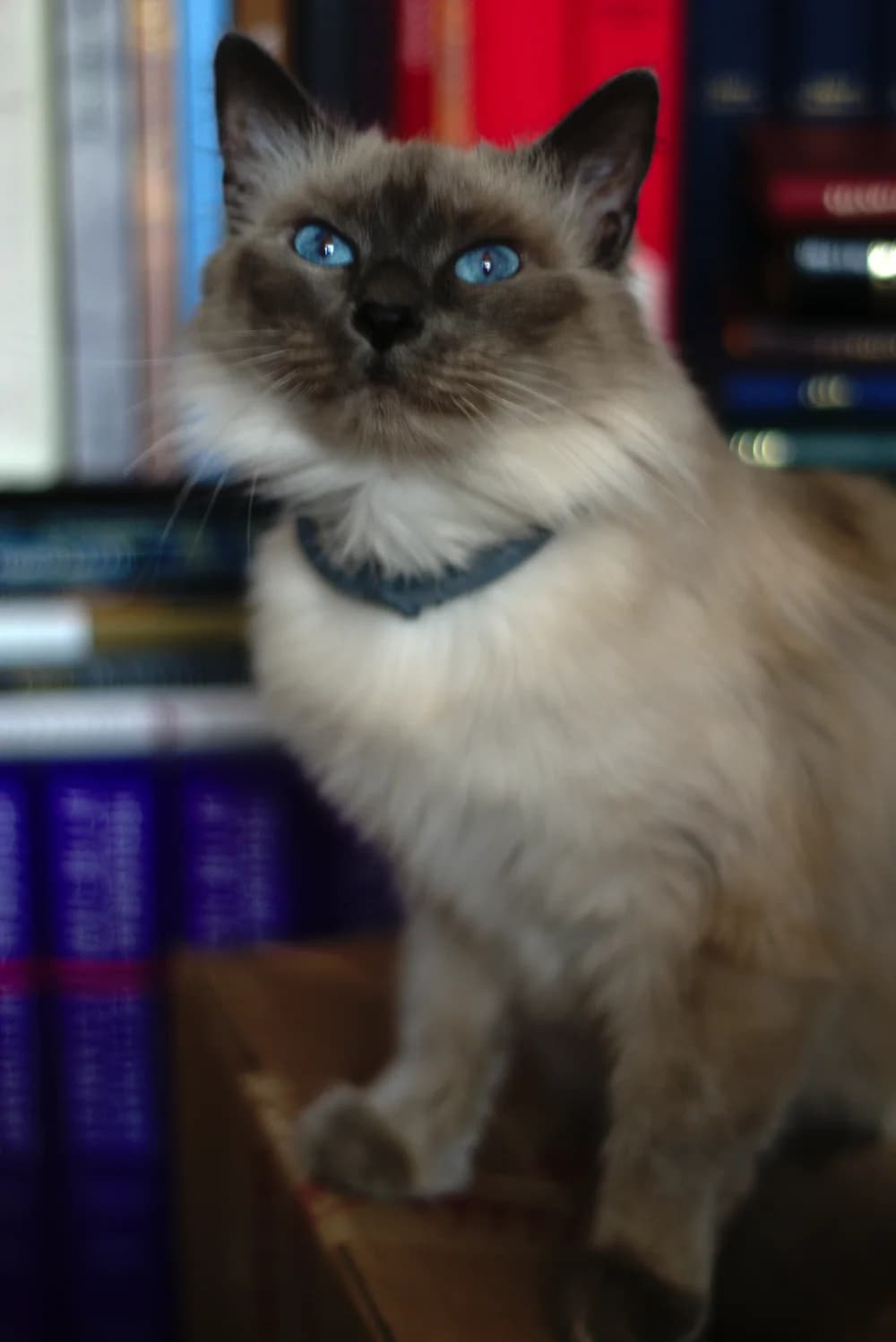 Long haired seal point Siamese wearing a collar, looking up in front of bookshelves
