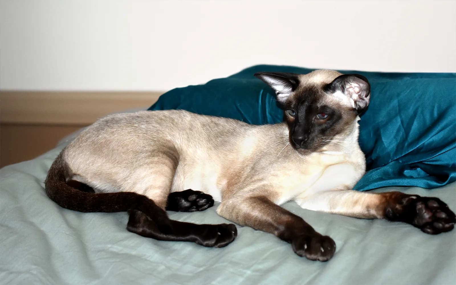 Seal point Siamese cat lying stretched out on a bed, blue eyes and a wedge-shaped head