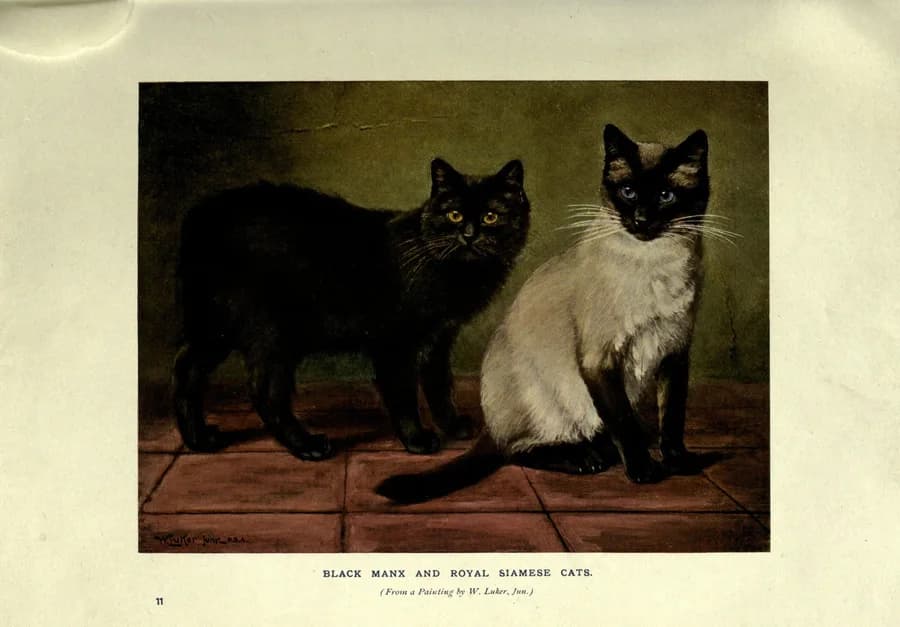 Vintage illustration Black Manx and Royal Siamese Cats, a black cat beside a seal point Siamese