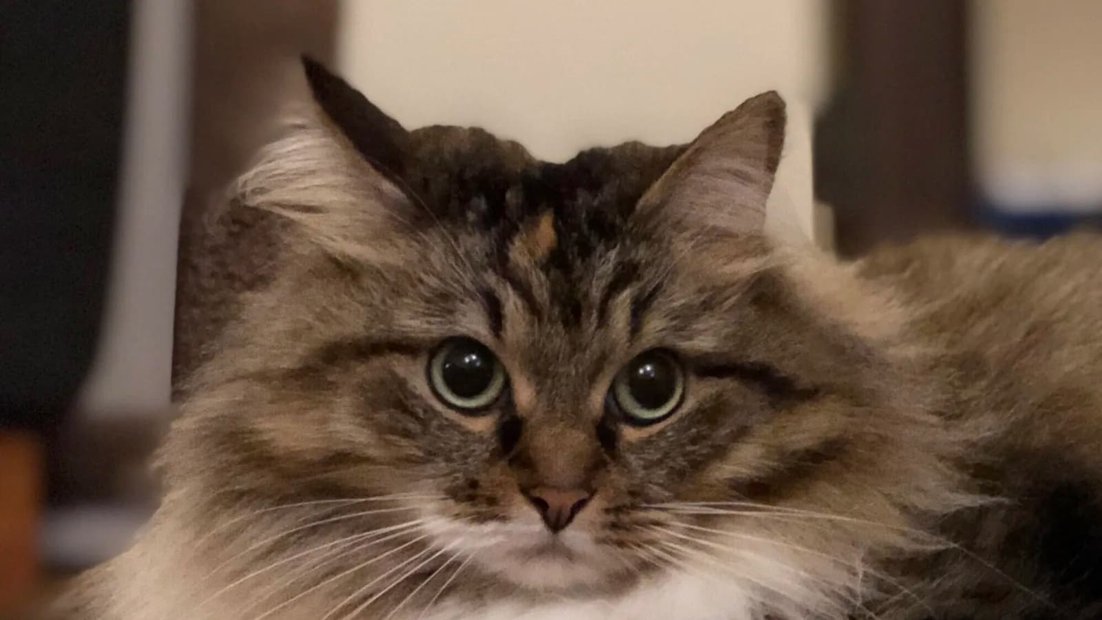 Calico tabby Siberian cat resting indoors, the setting where the allergy question actually gets decided