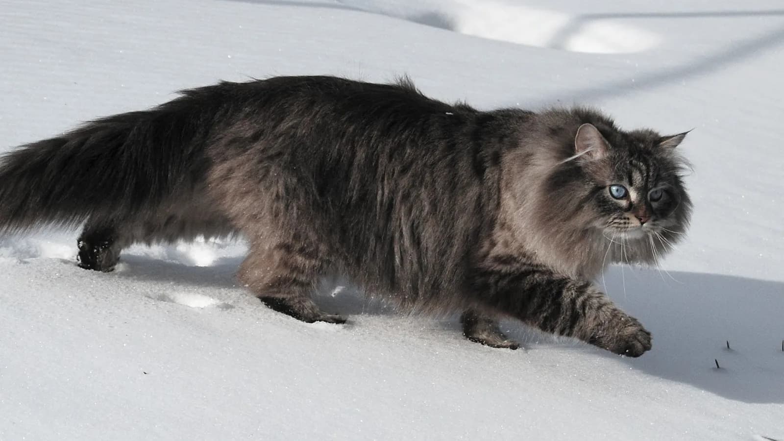 Blue-eyed seal lynx point Siberian, a Neva Masquerade type cat, walking through deep snow