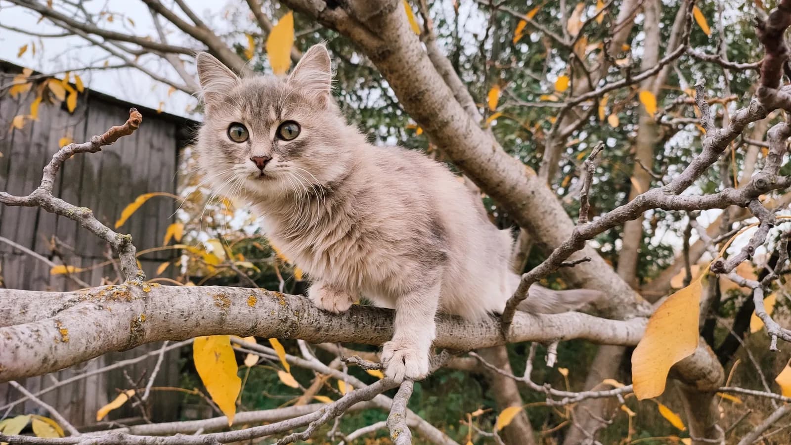 Young adult Siberian cat full-body on a tree branch, the fluffy silhouette that reads a size class above its real weight