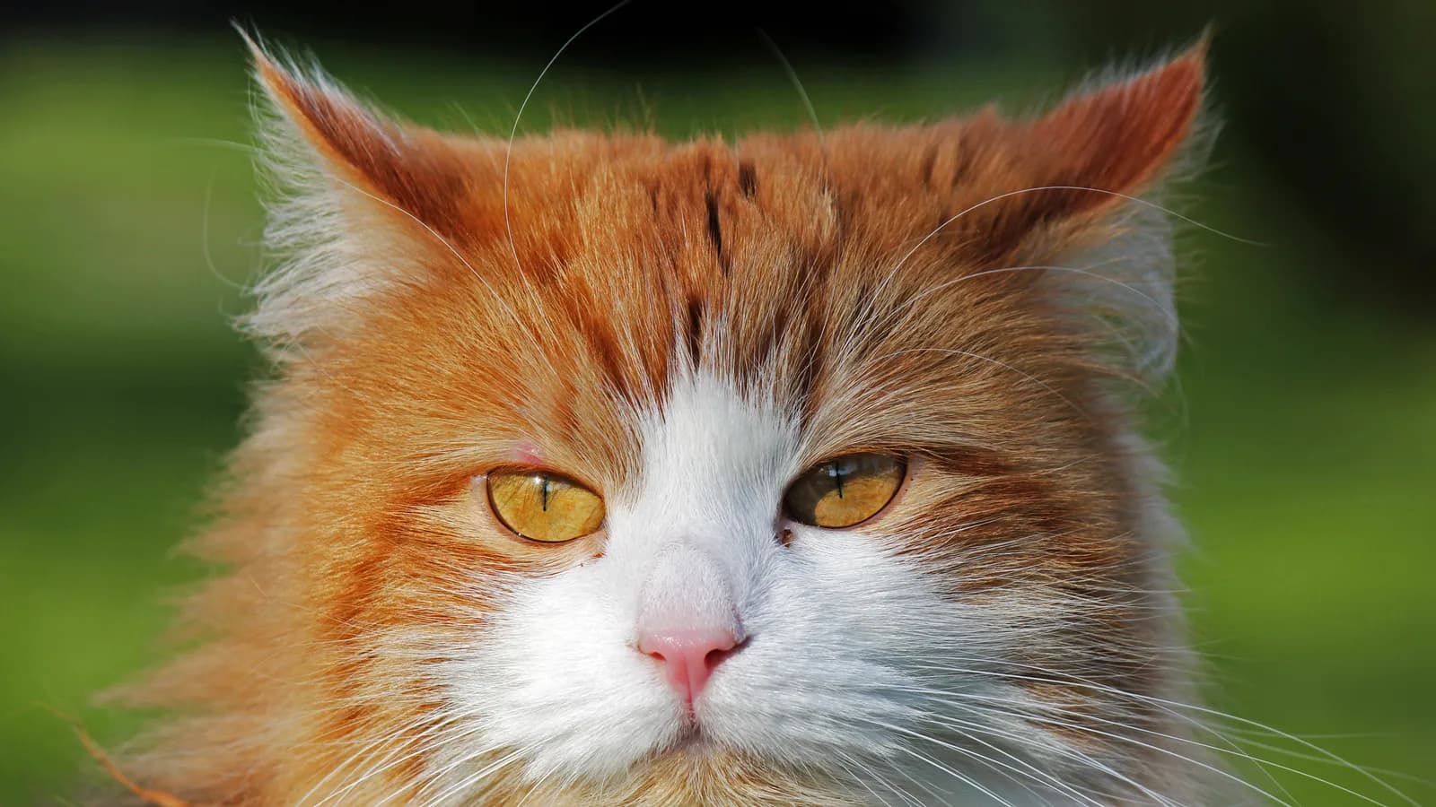 Red and white Siberian cat portrait in sunlight, amber eyes and full ruff