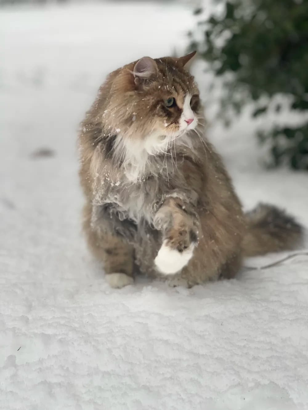 Gray and white Siberian sitting in falling snow, one snow-dusted paw raised