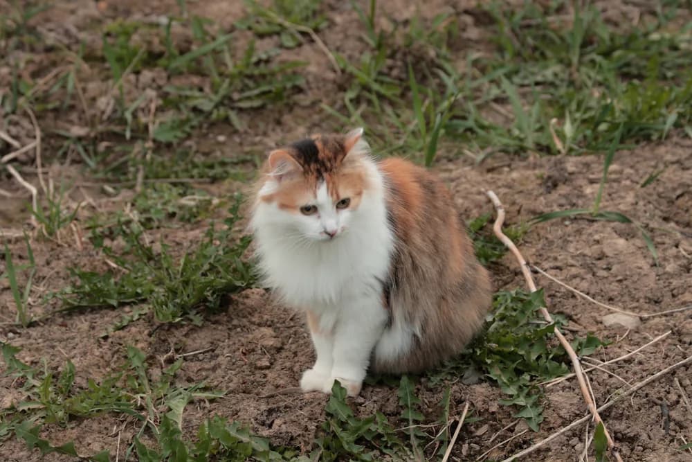 Calico Siberian with a full white ruff sitting on bare spring ground