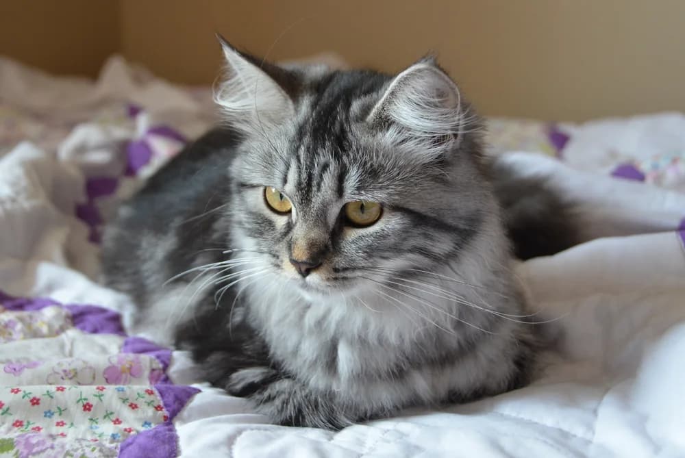 Silver tabby Siberian with amber eyes resting on a patchwork quilt