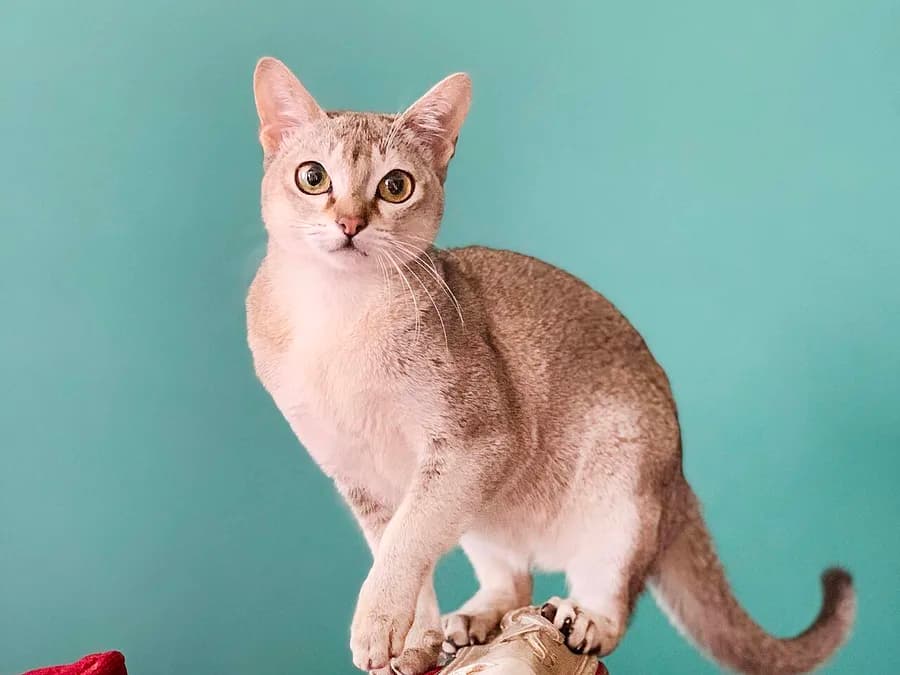Ivory Singapura standing with front paws on a shoe, large eyes against a teal backdrop