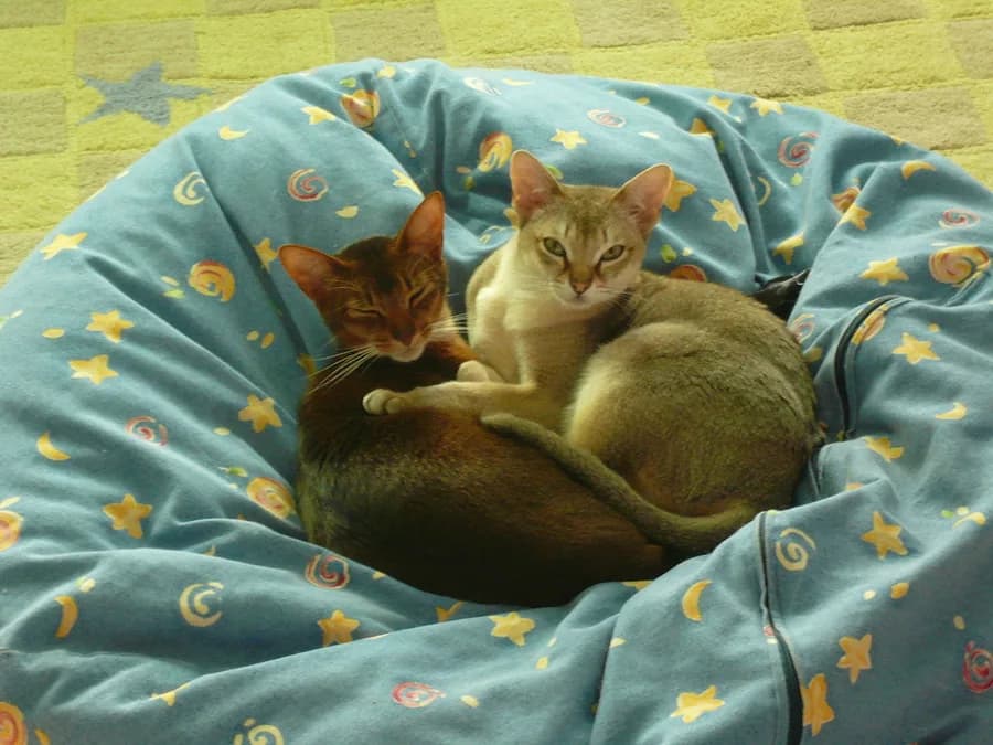 Two ticked Singapura cats curled together in a star print bean bag