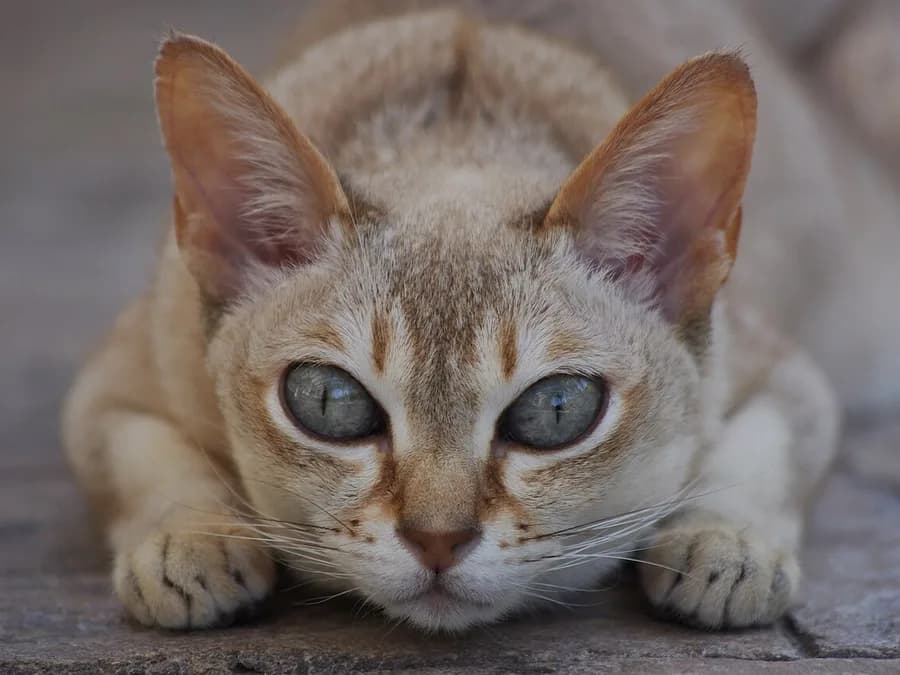 Sepia ticked Singapura crouched low, huge eyes and paws stretched forward