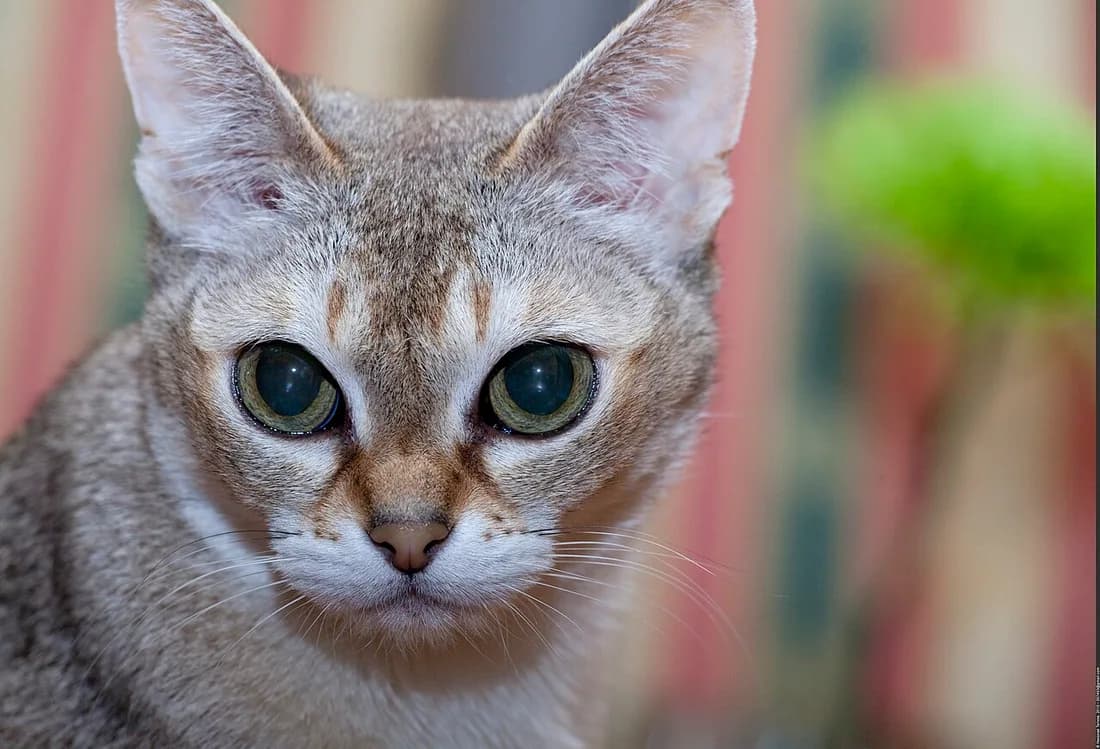 Close-up of a Singapura cat's face, huge almond-shaped eyes and ticked sepia coat