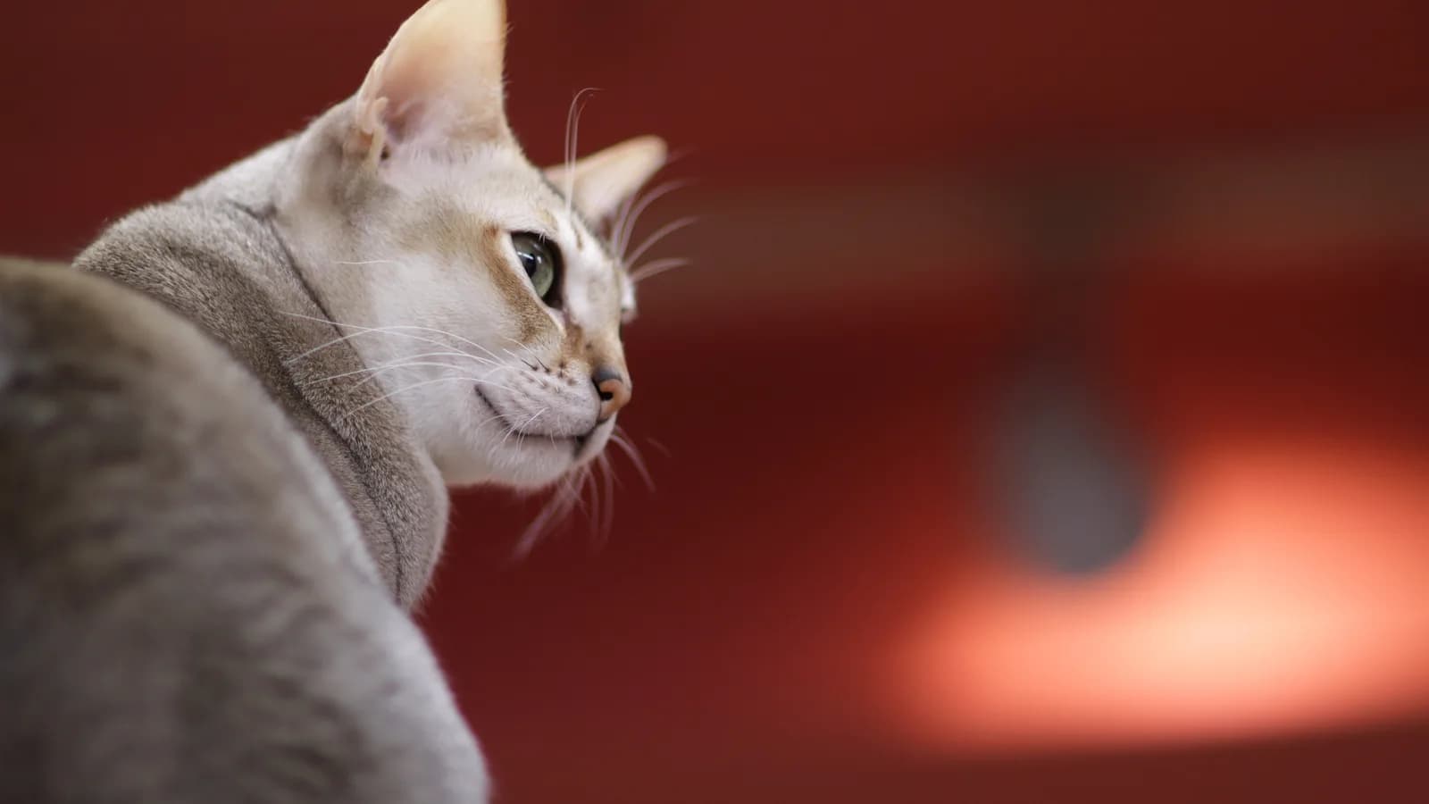 Singapura in profile, ticked ivory coat and gold-green eyes against a red backdrop