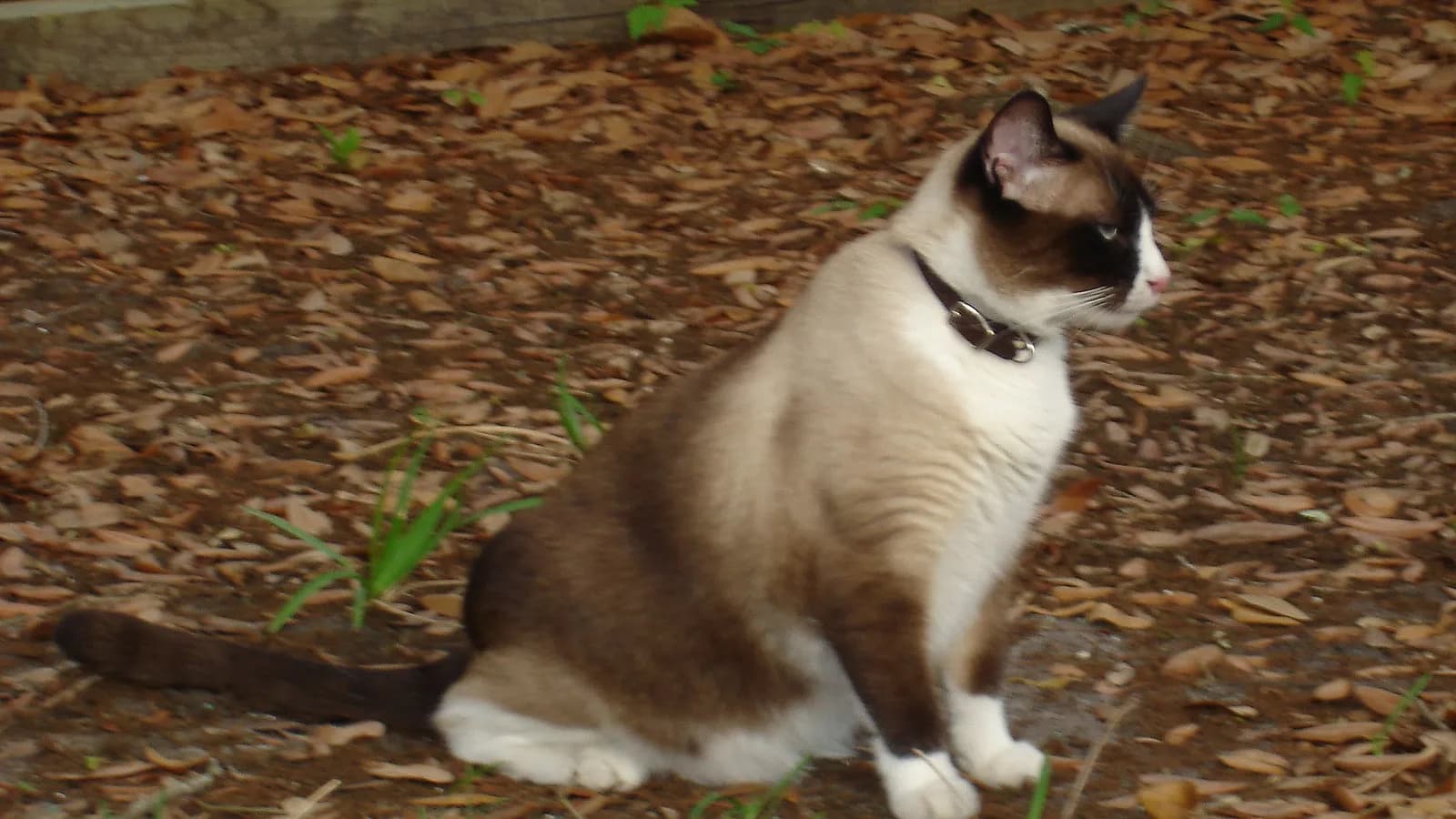 Seal point Snowshoe outdoors showing the four white boots and pointed pattern the page explains