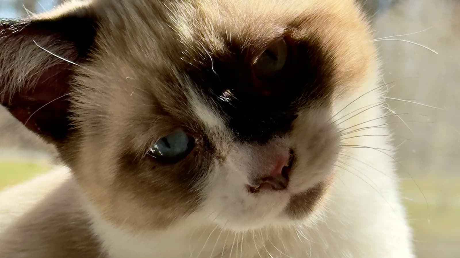 Snowshoe kitten face close-up with blue eyes, the short single coat the allergy question is really about