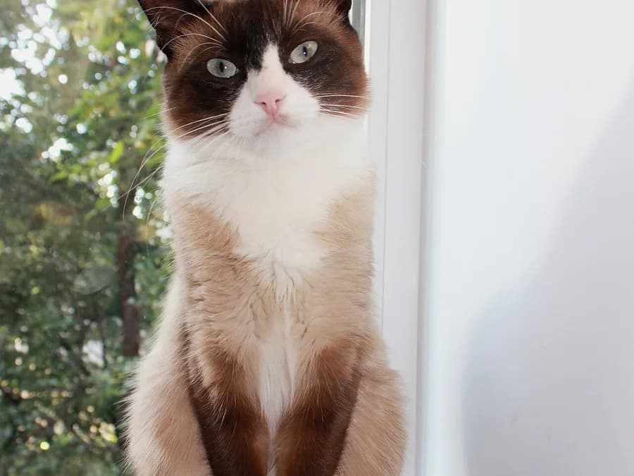 Snowshoe cat sitting by a window, seal point coat with a white inverted-V facial blaze