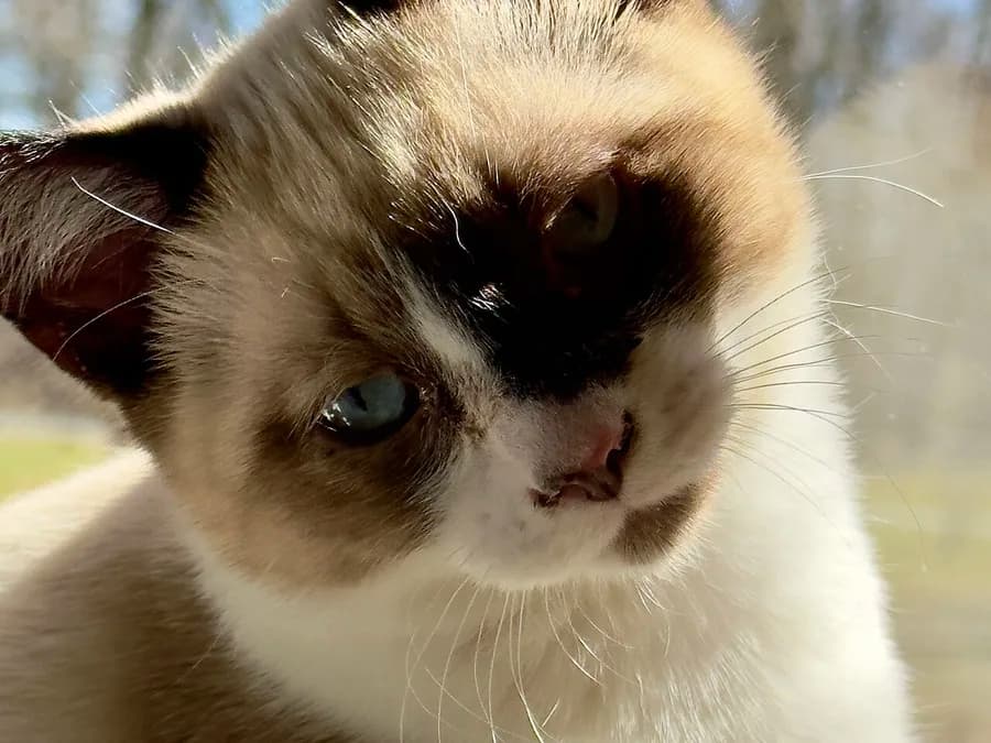 Close-up of a Snowshoe cat's face, seal point mask with white markings and blue eyes