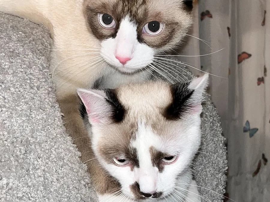 Two seal point Snowshoe cats with white facial markings, stacked on a cat tree