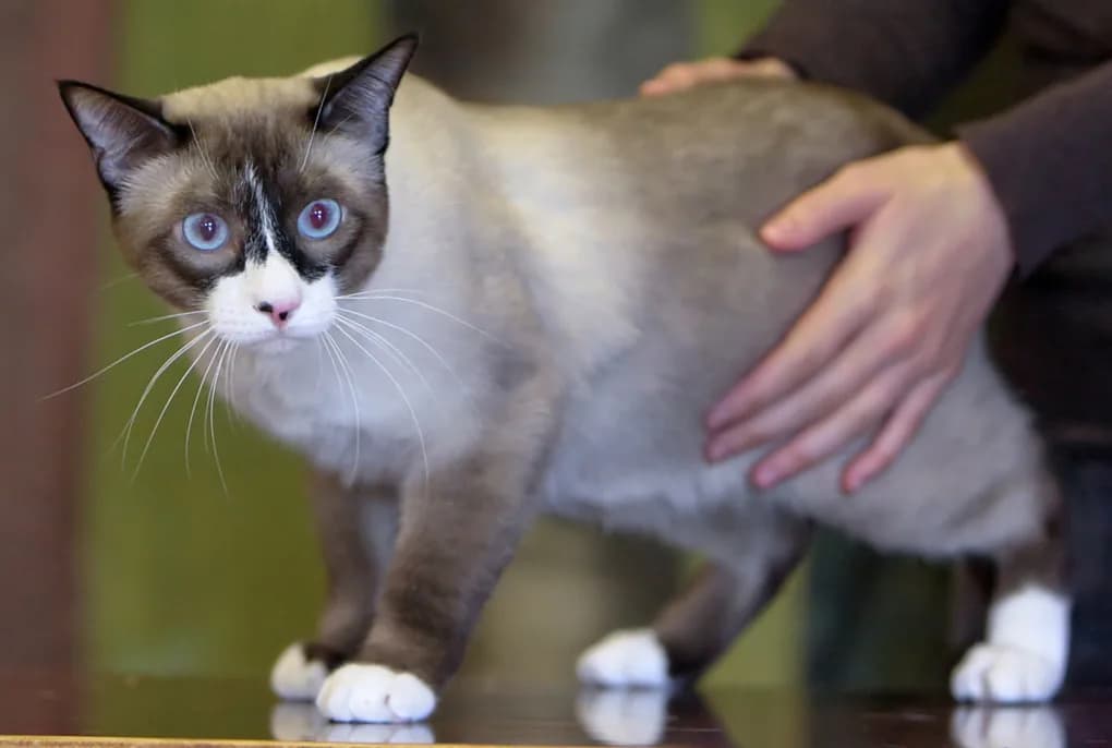 Snowshoe cat with blue eyes and white paws standing on a table, being petted