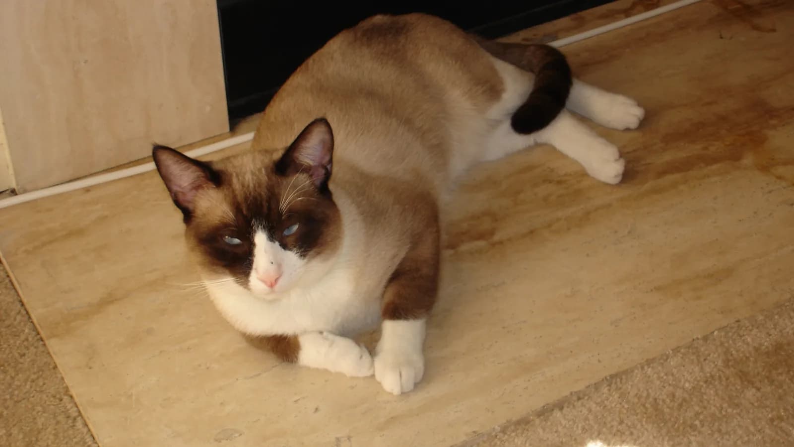 Snowshoe cat sitting with the four white boots and masked face that define the breed