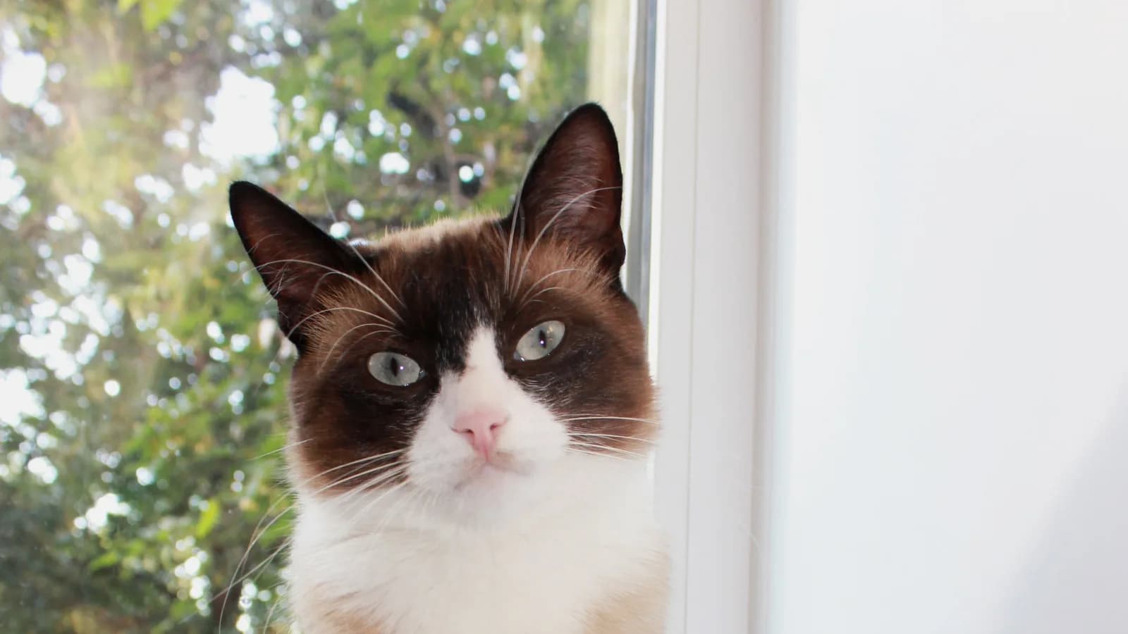 Snowshoe cat portrait with the white inverted V on the muzzle, the judged marking a Siamese never carries