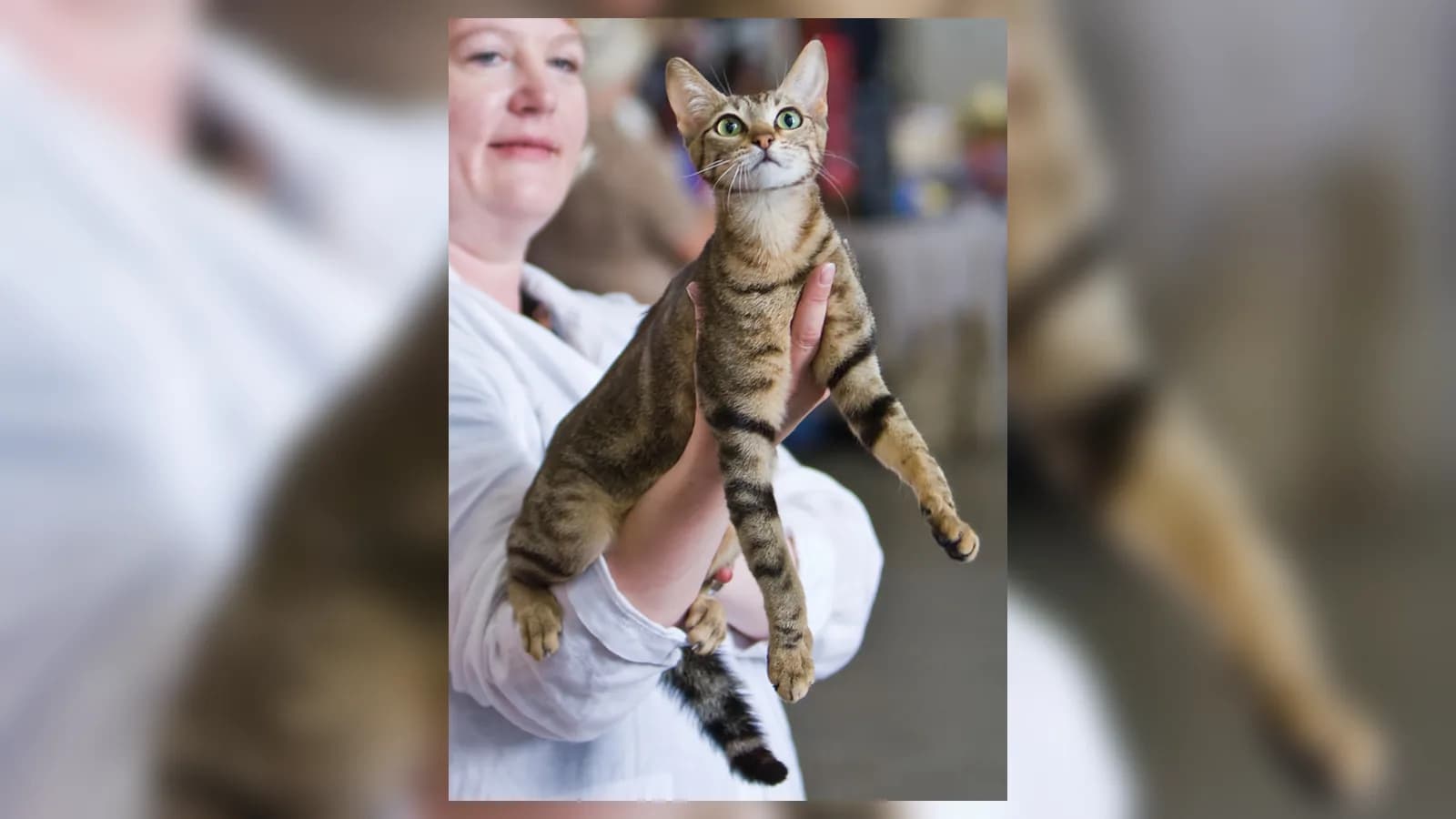 Sokoke held up at a show, the see-through blotched tabby pattern running the length of the body