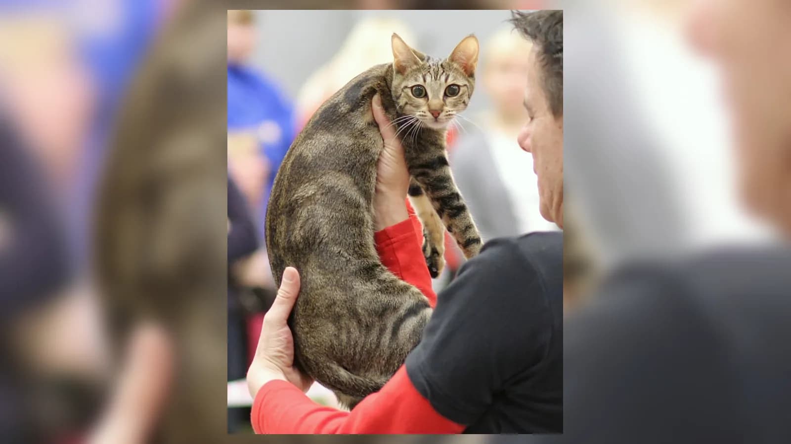 Sokoke presented by a handler at a show, from a market with no price to quote