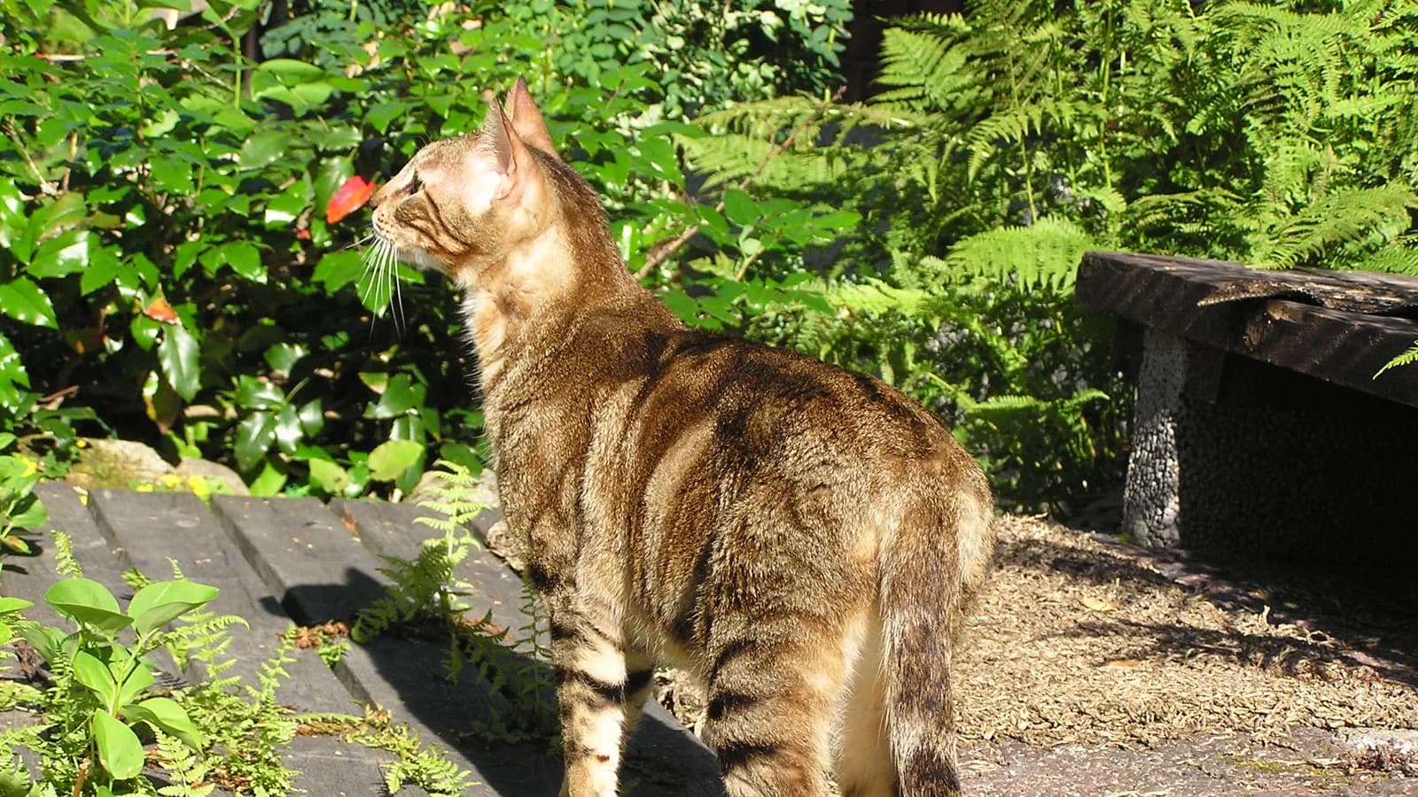 Sokoke standing in garden sunlight, the ticked blotched tabby pattern catching the light